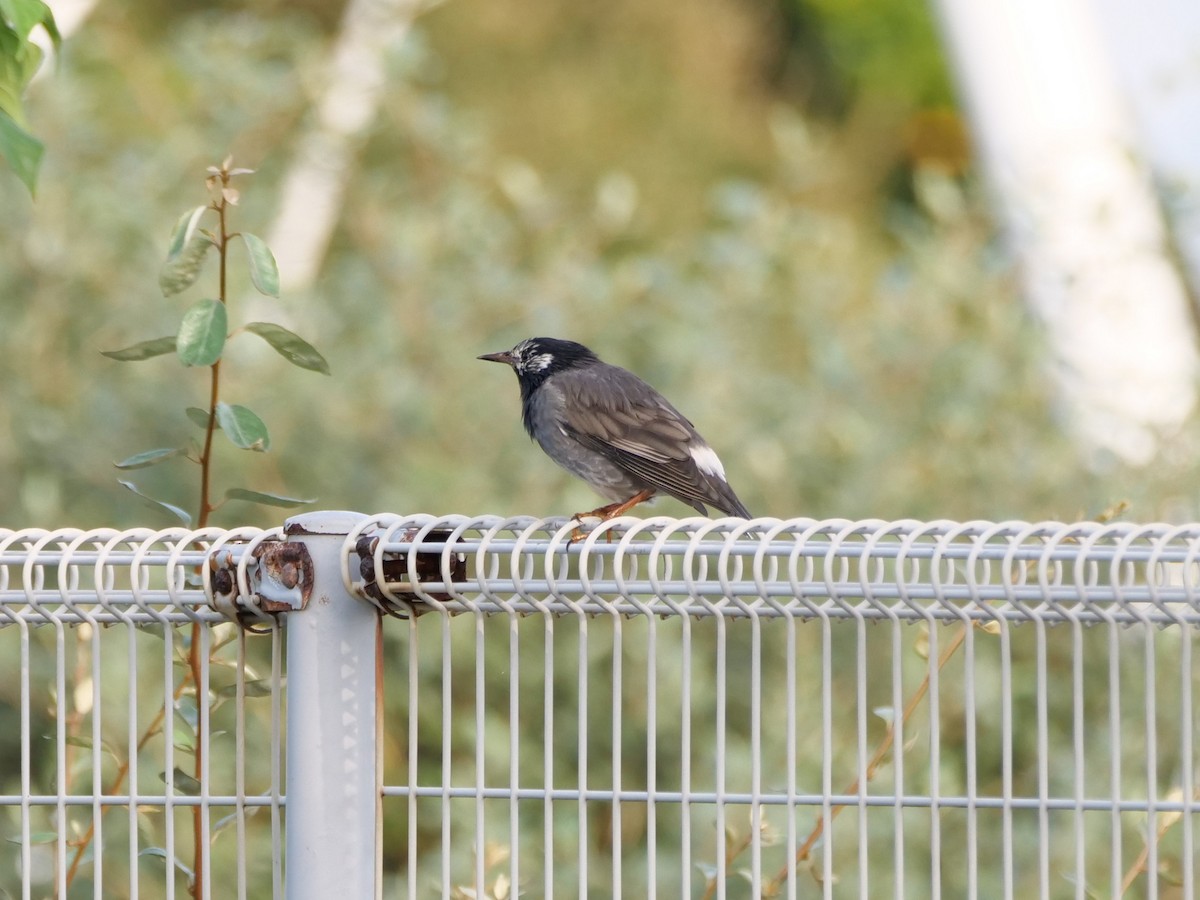 White-cheeked Starling - ML641237179