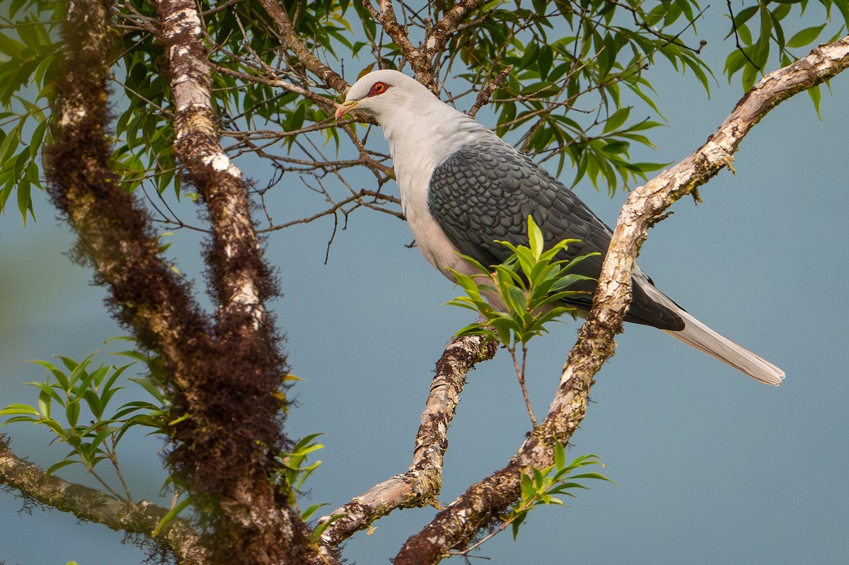 Pale Mountain-Pigeon - ML641237187