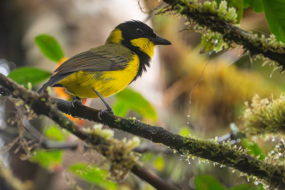 Oriole Whistler - ML641237220