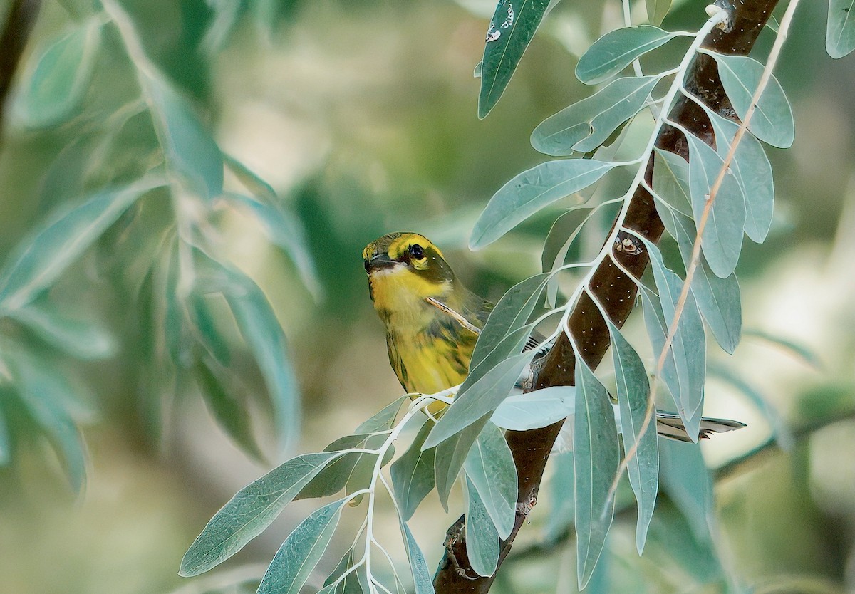 Townsend's Warbler - ML641237239
