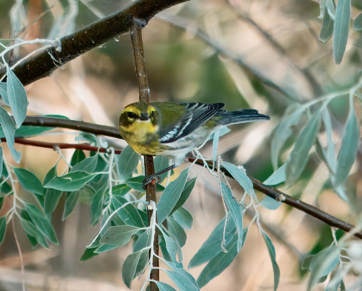 Townsend's Warbler - ML641237240