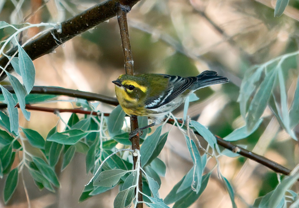 Townsend's Warbler - ML641237241