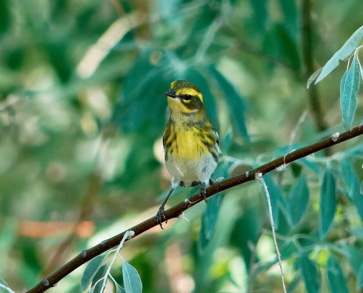 Townsend's Warbler - ML641237242