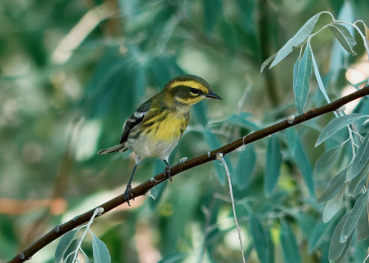 Townsend's Warbler - ML641237243