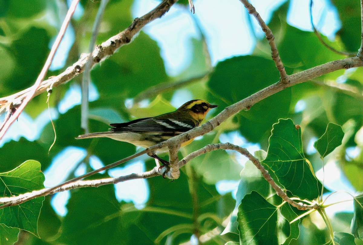 Townsend's Warbler - ML641237244