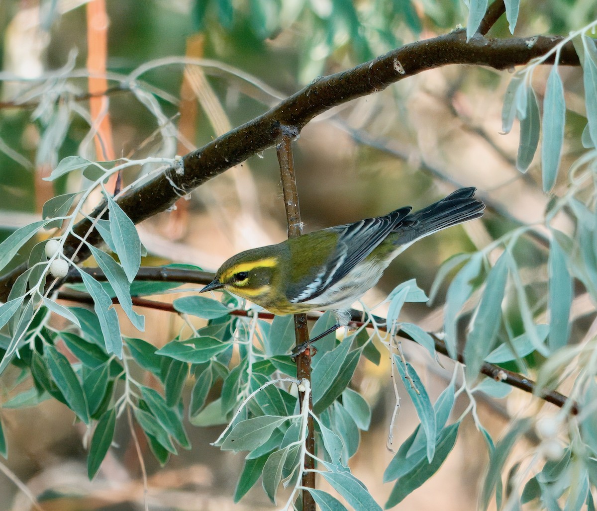 Townsend's Warbler - ML641237245