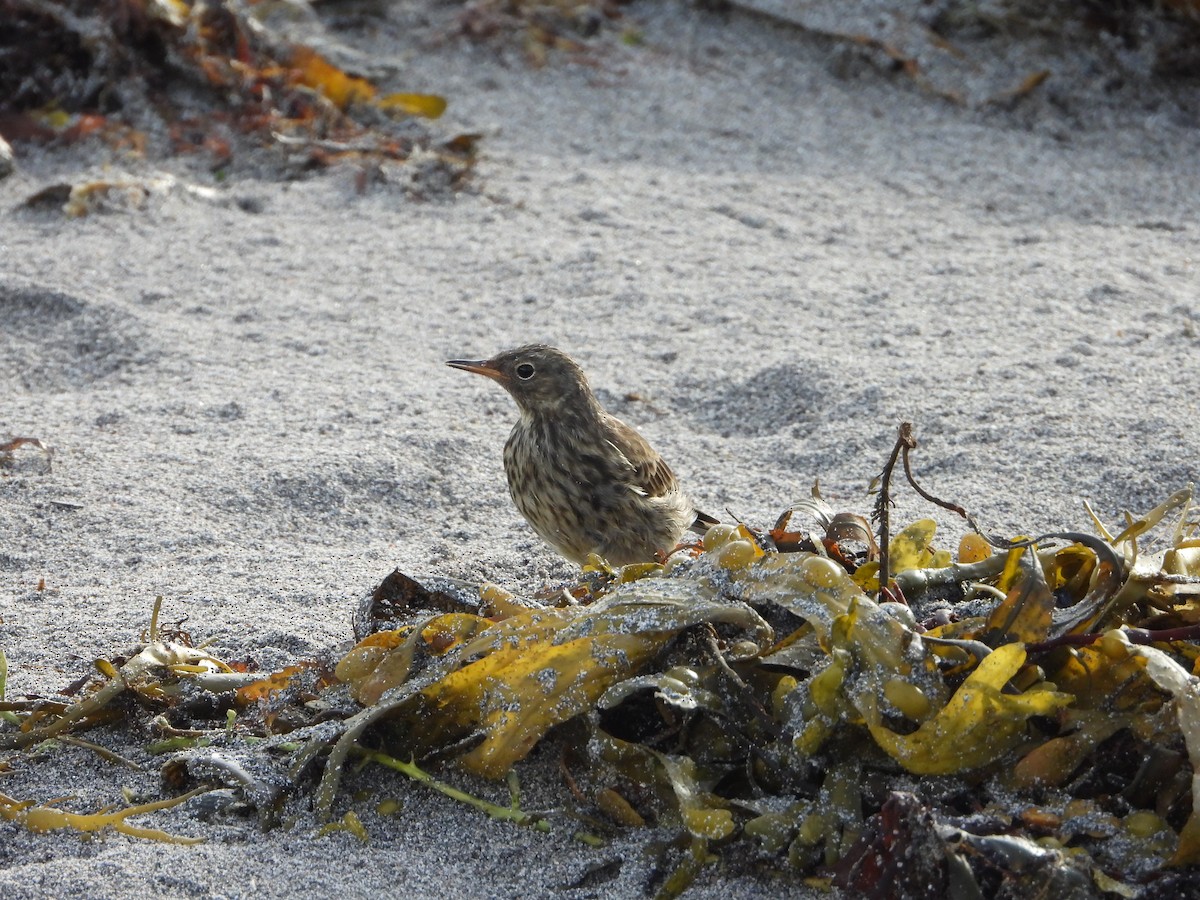 Rock Pipit - ML641237256