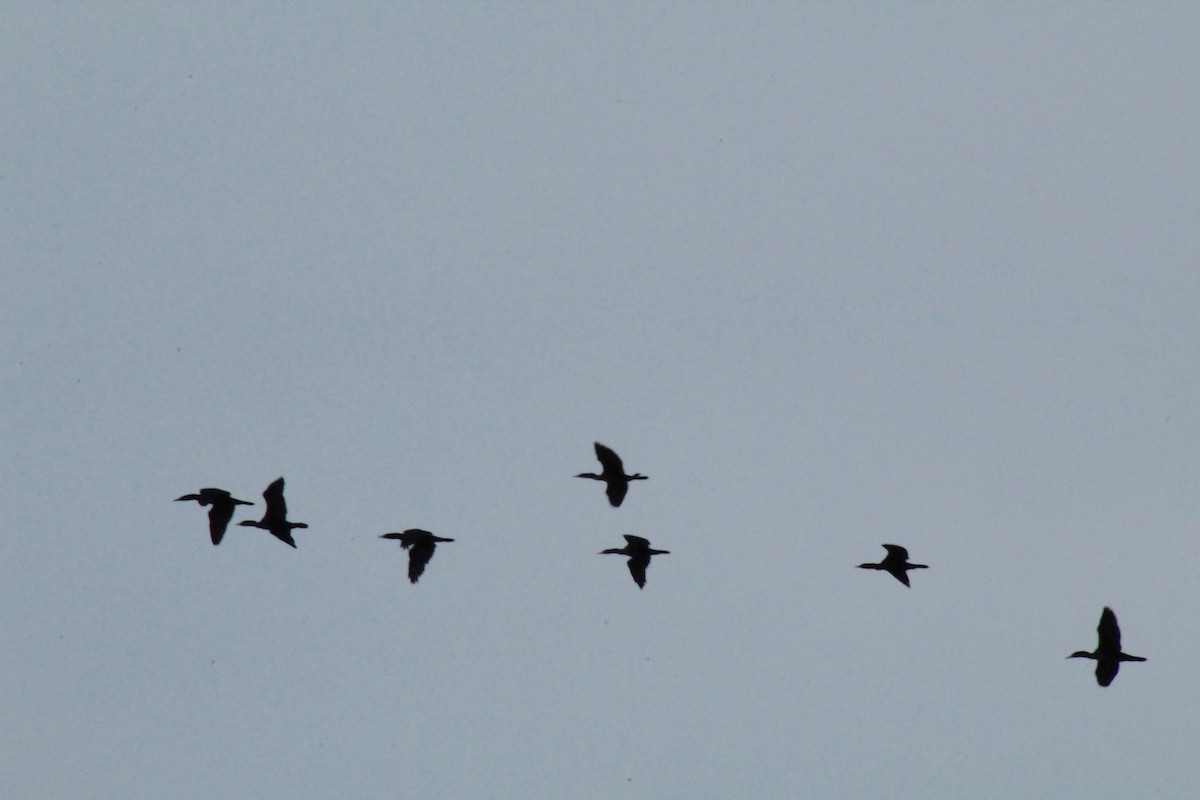 Double-crested Cormorant - ML641237289