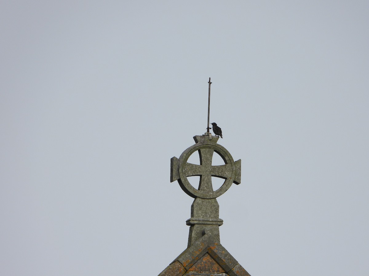 European Starling - ML641237312