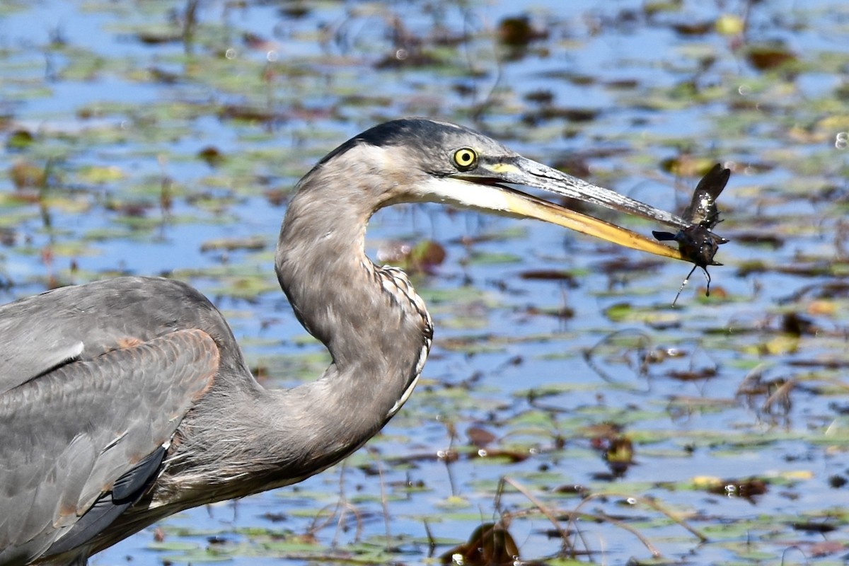 Great Blue Heron - ML641237313