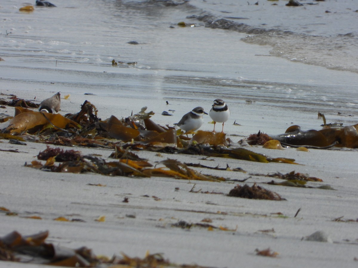 Common Ringed Plover - ML641237319