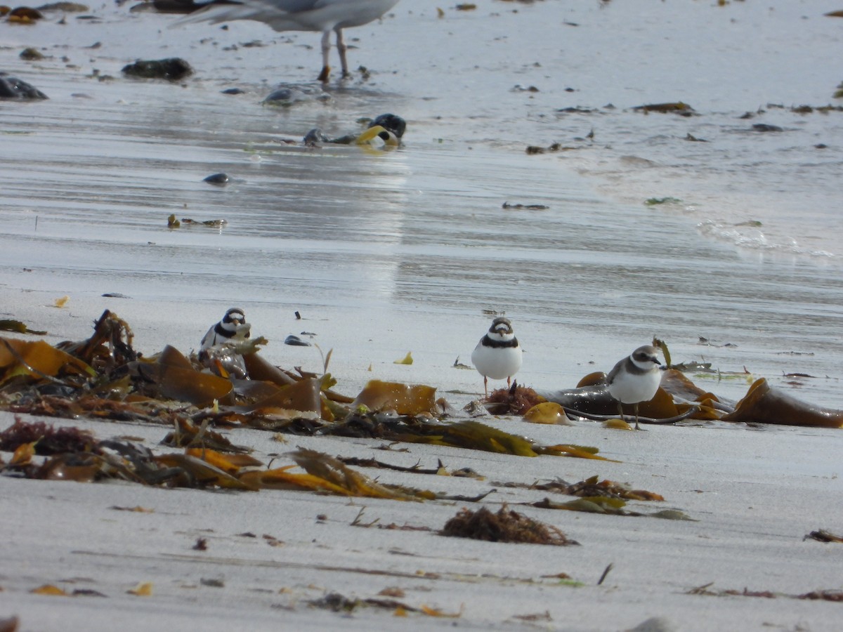 Common Ringed Plover - ML641237320