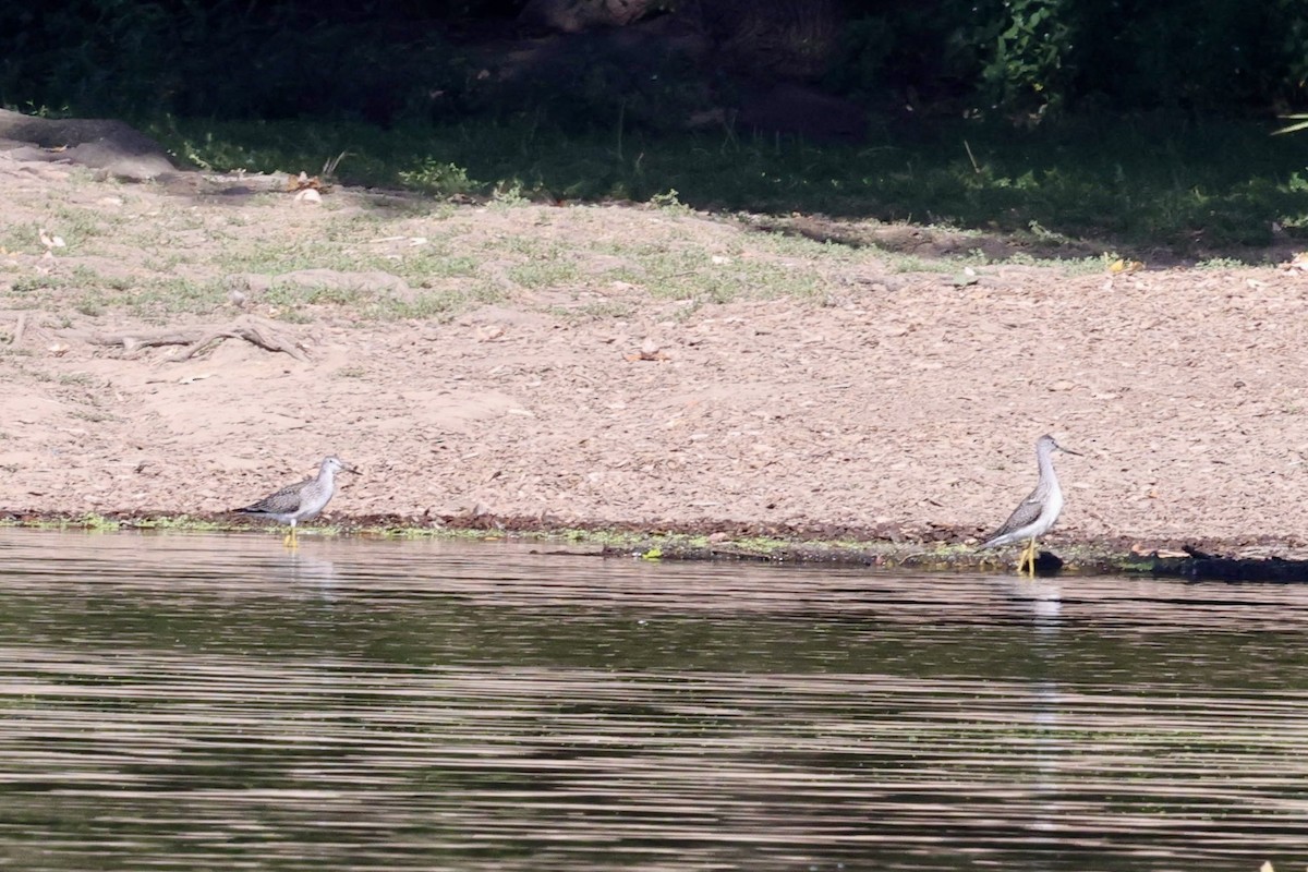 Greater Yellowlegs - ML641237322