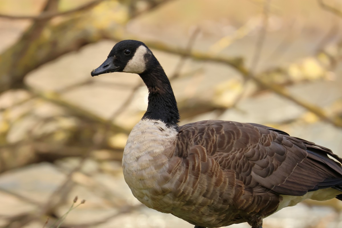 Canada Goose - ML641237334