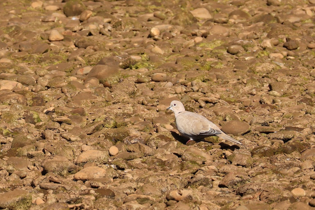 灰斑鳩 - ML641237352