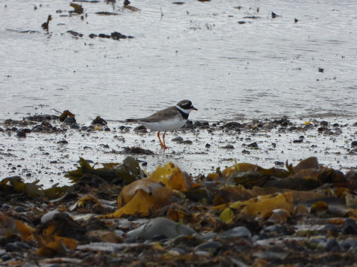 Common Ringed Plover - ML641237354