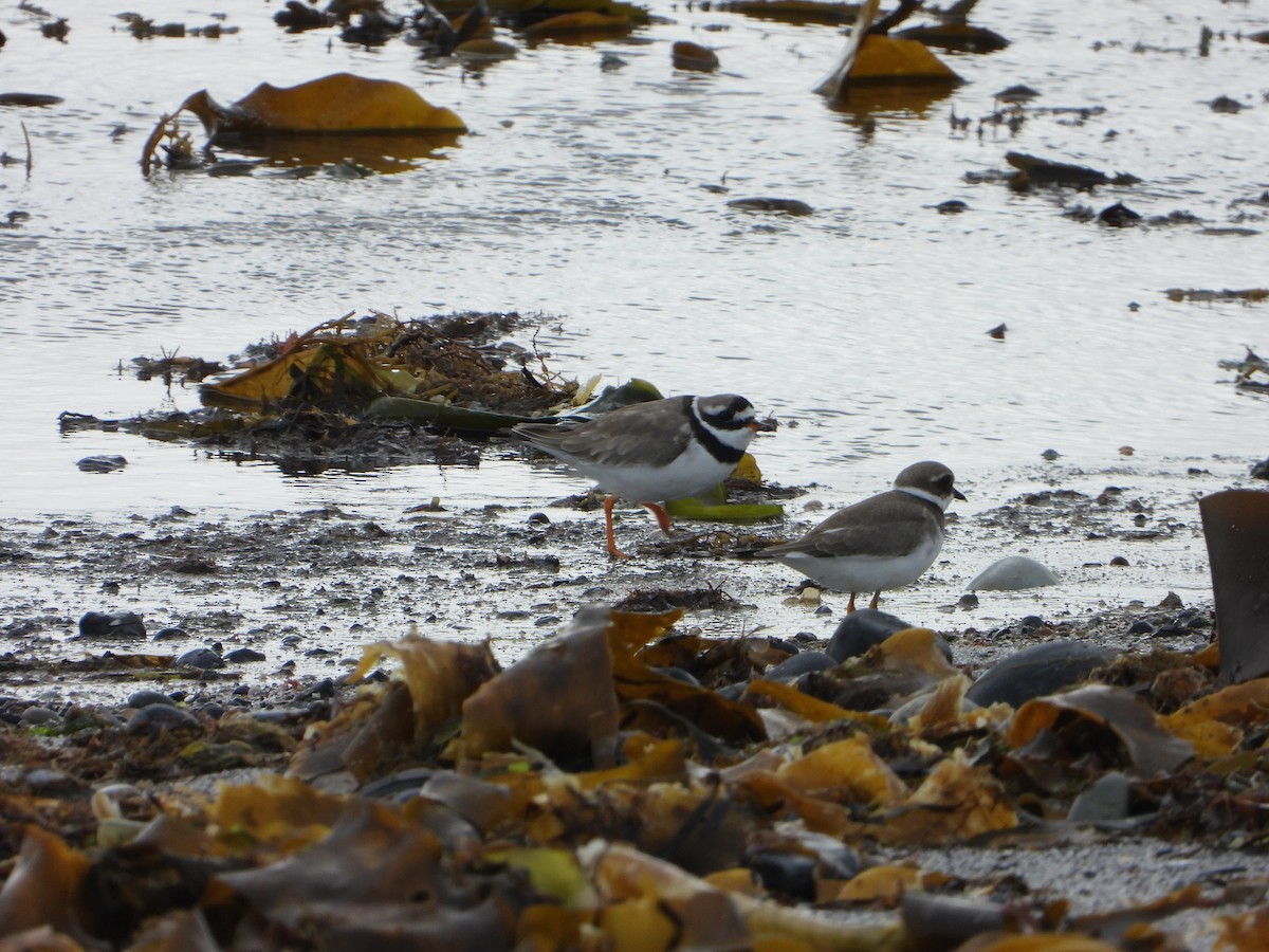 Common Ringed Plover - ML641237359
