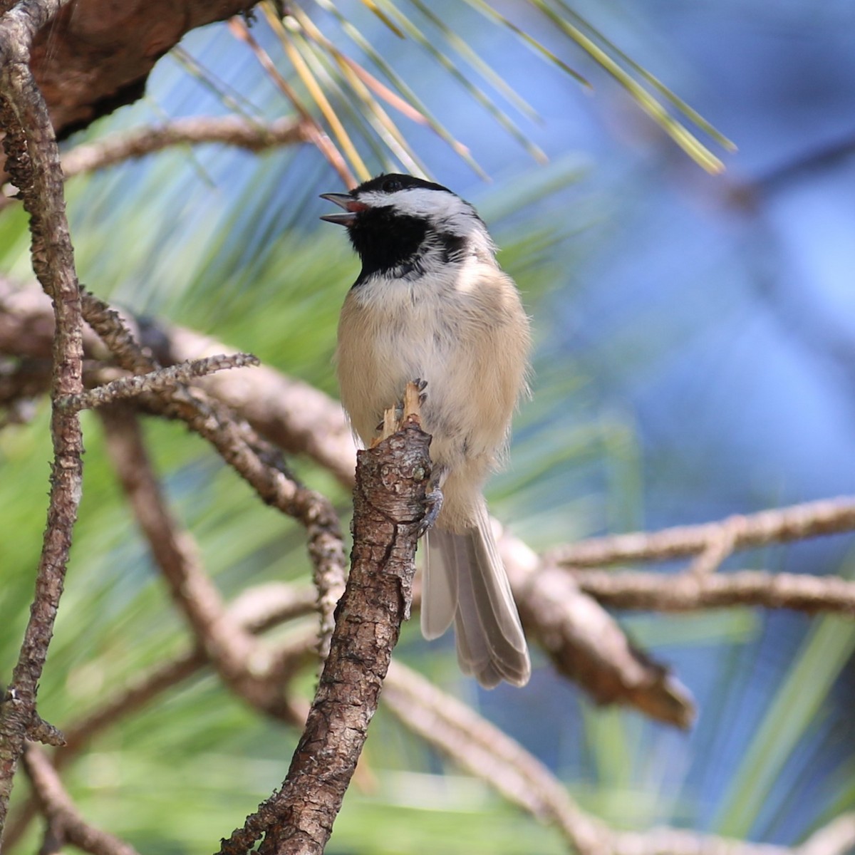 Carolina Chickadee - ML641237379
