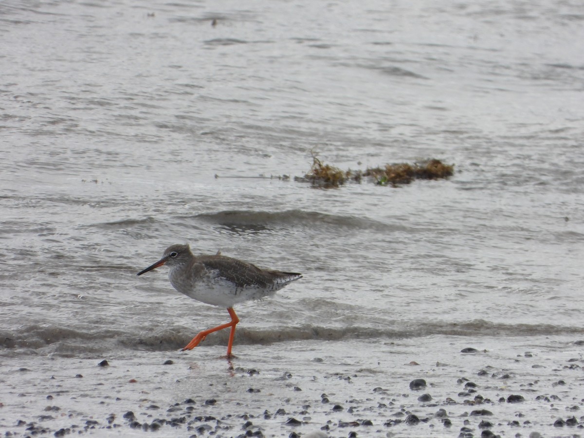 Common Redshank - ML641237393