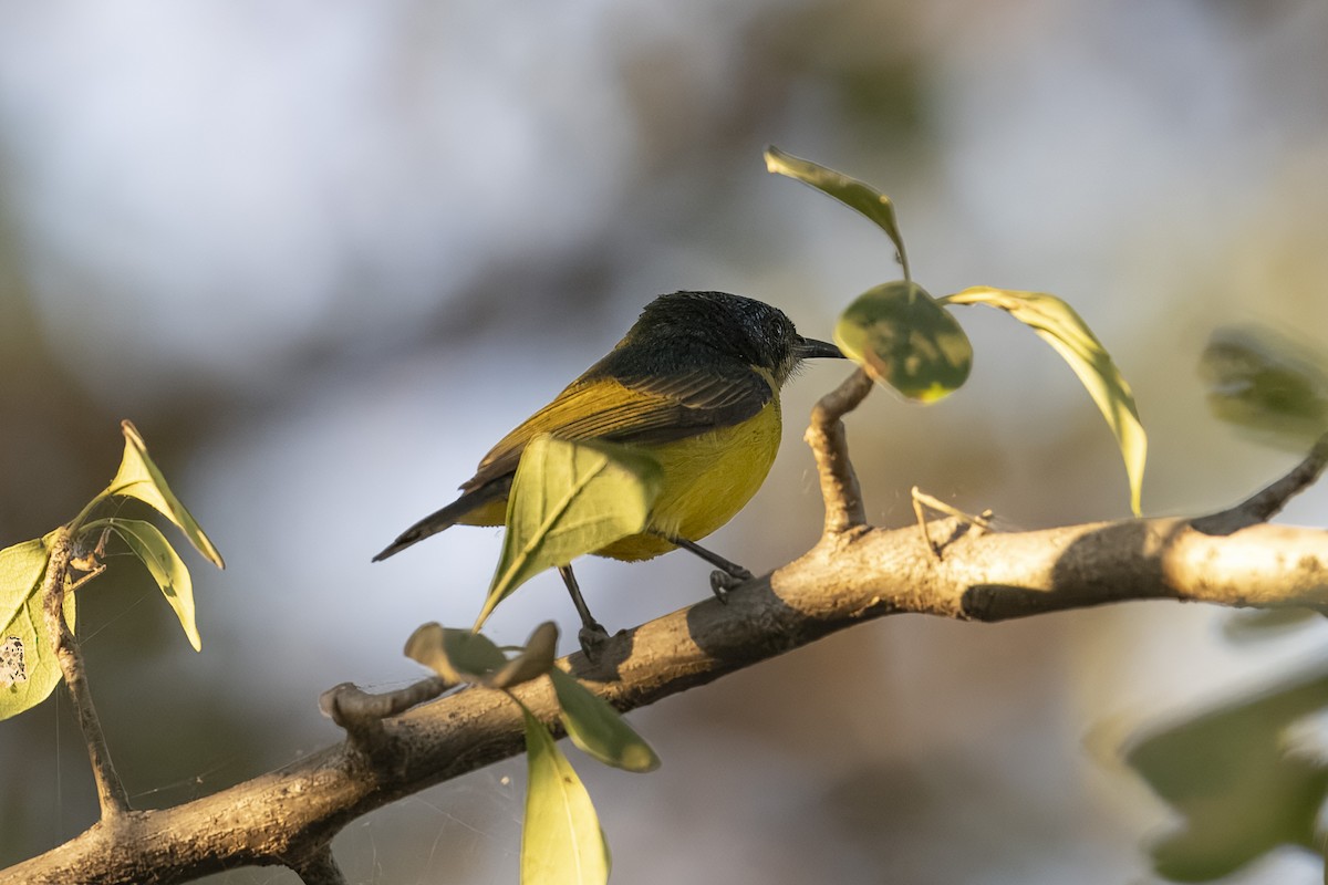 Collared Sunbird - ML641237433
