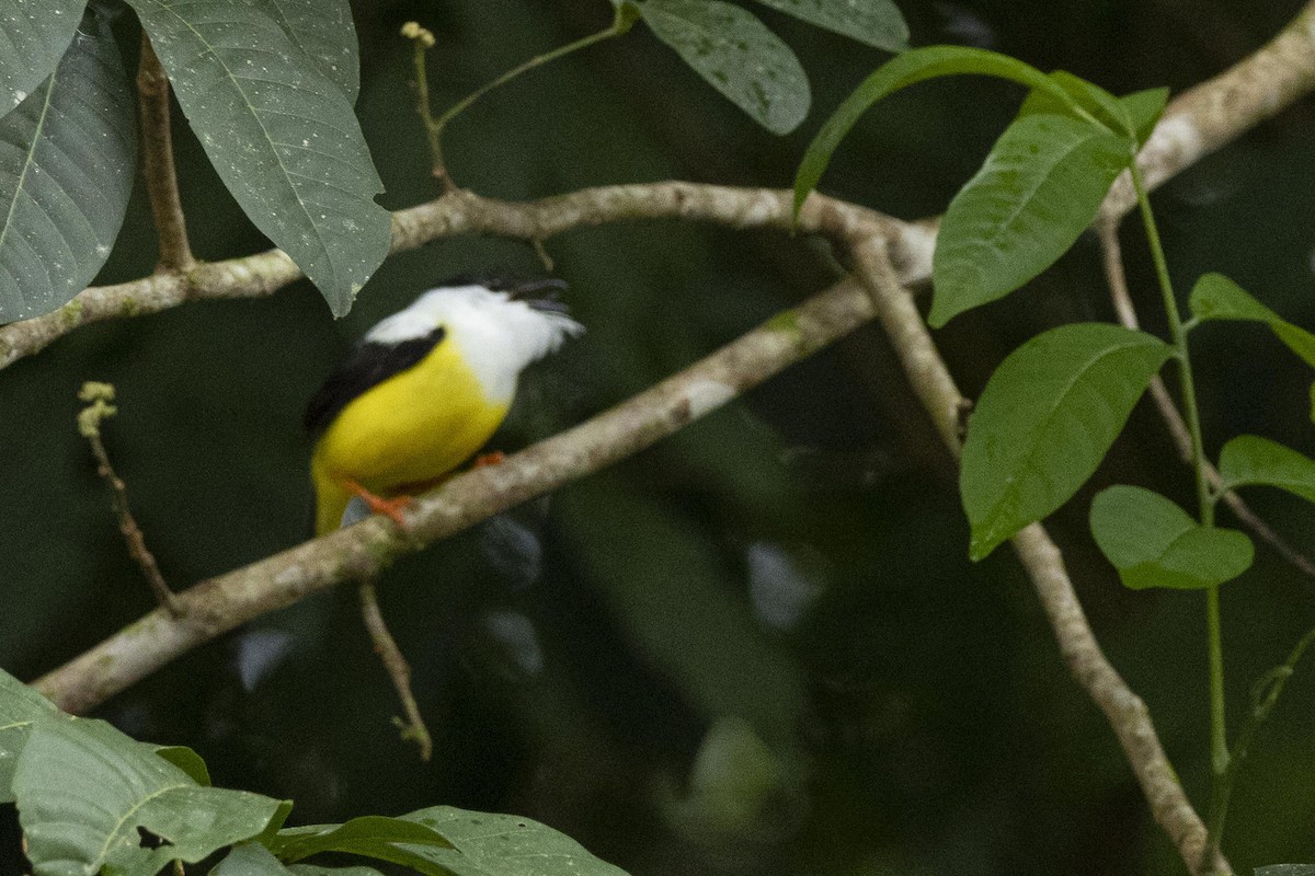 White-collared Manakin - ML641237434
