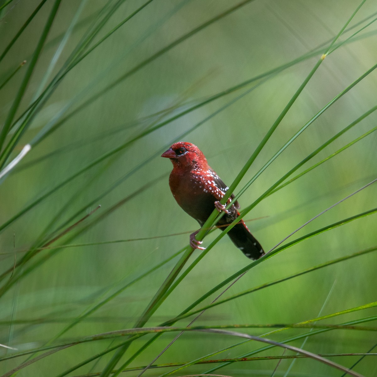 Red Avadavat - ML641237436