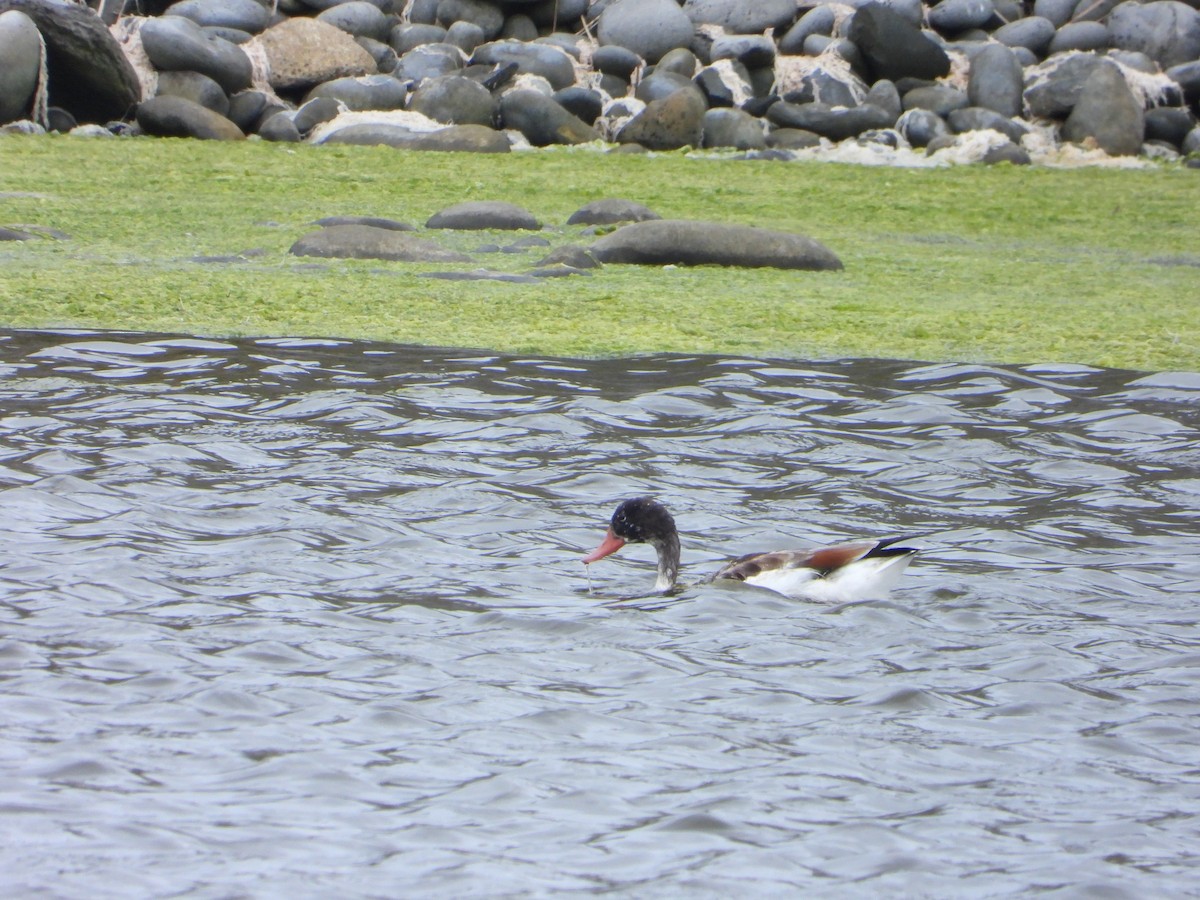 Common Shelduck - ML641237439