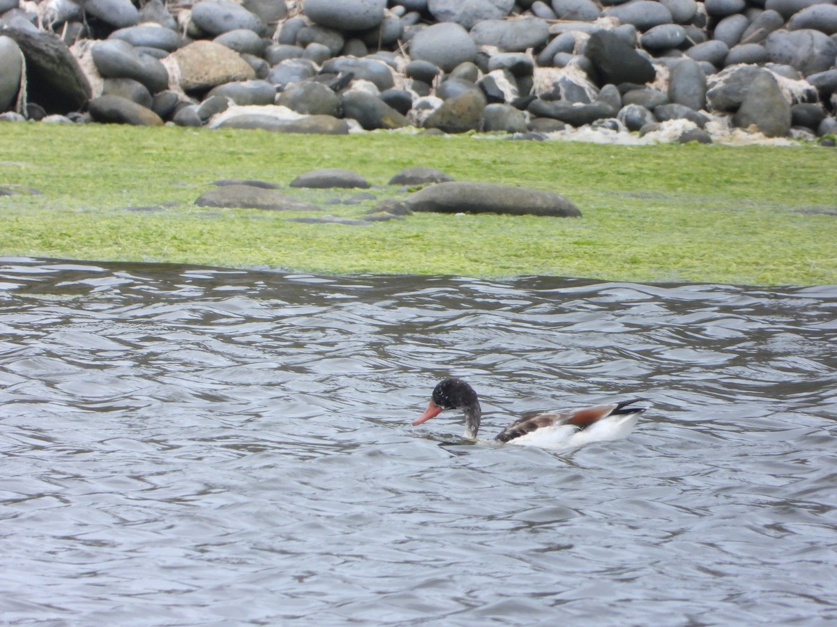 Common Shelduck - ML641237445