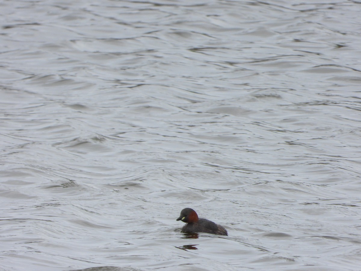 Little Grebe - ML641237463
