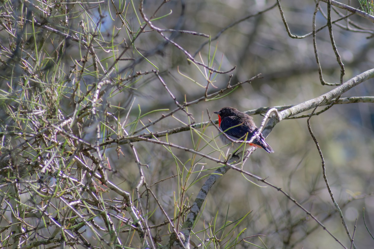 Mistletoebird - ML641237471