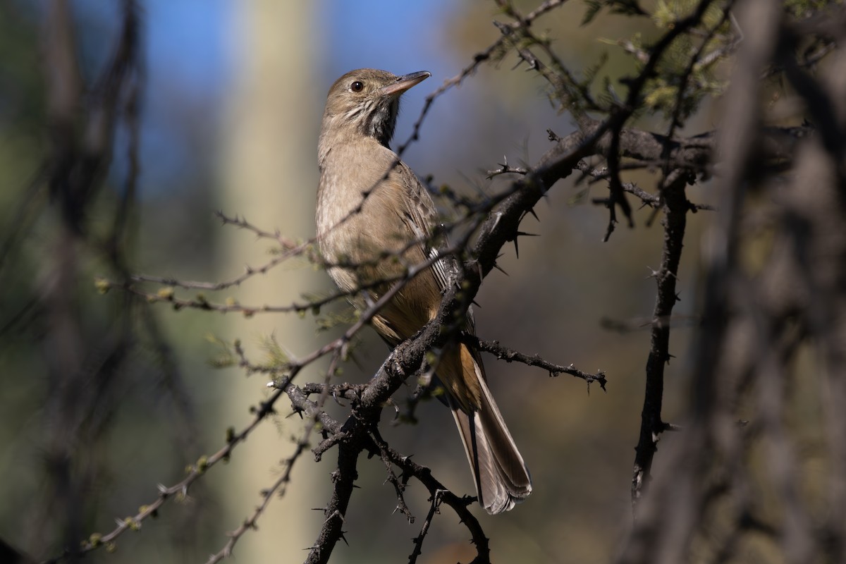 Great Shrike-Tyrant - ML641237477