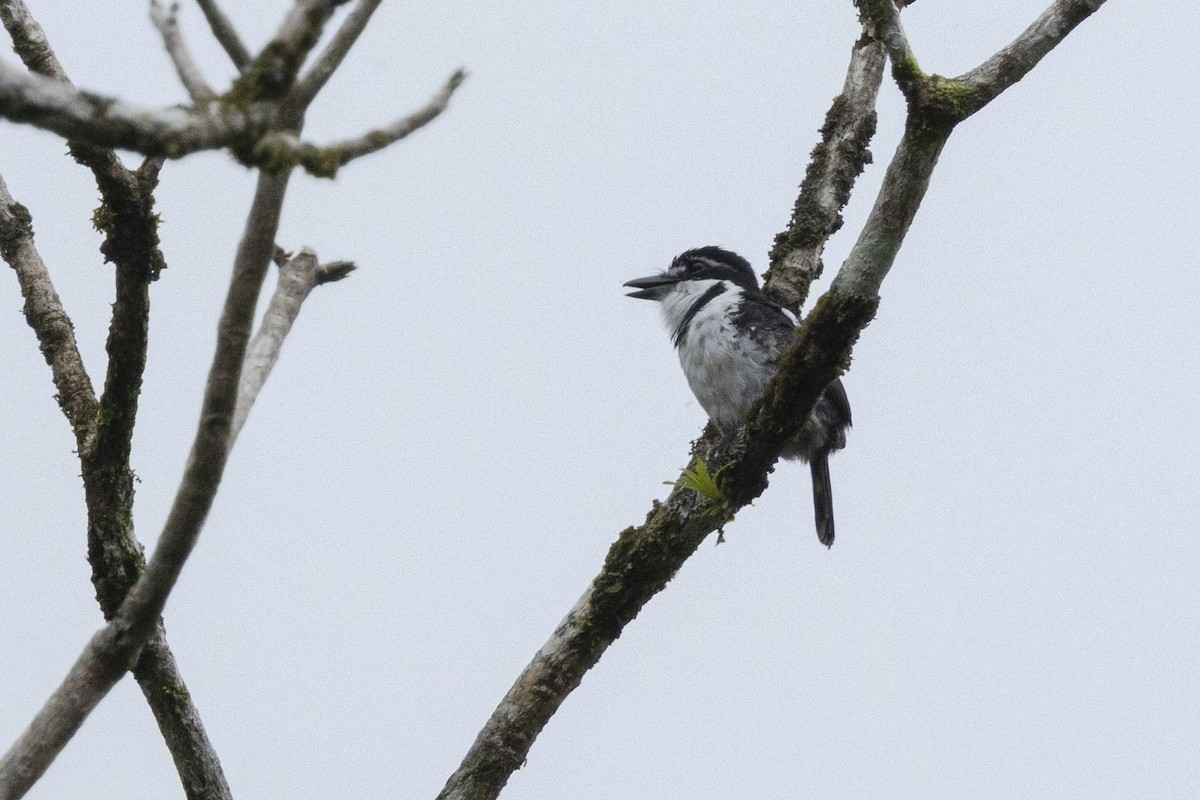 Pied Puffbird - ML641237479