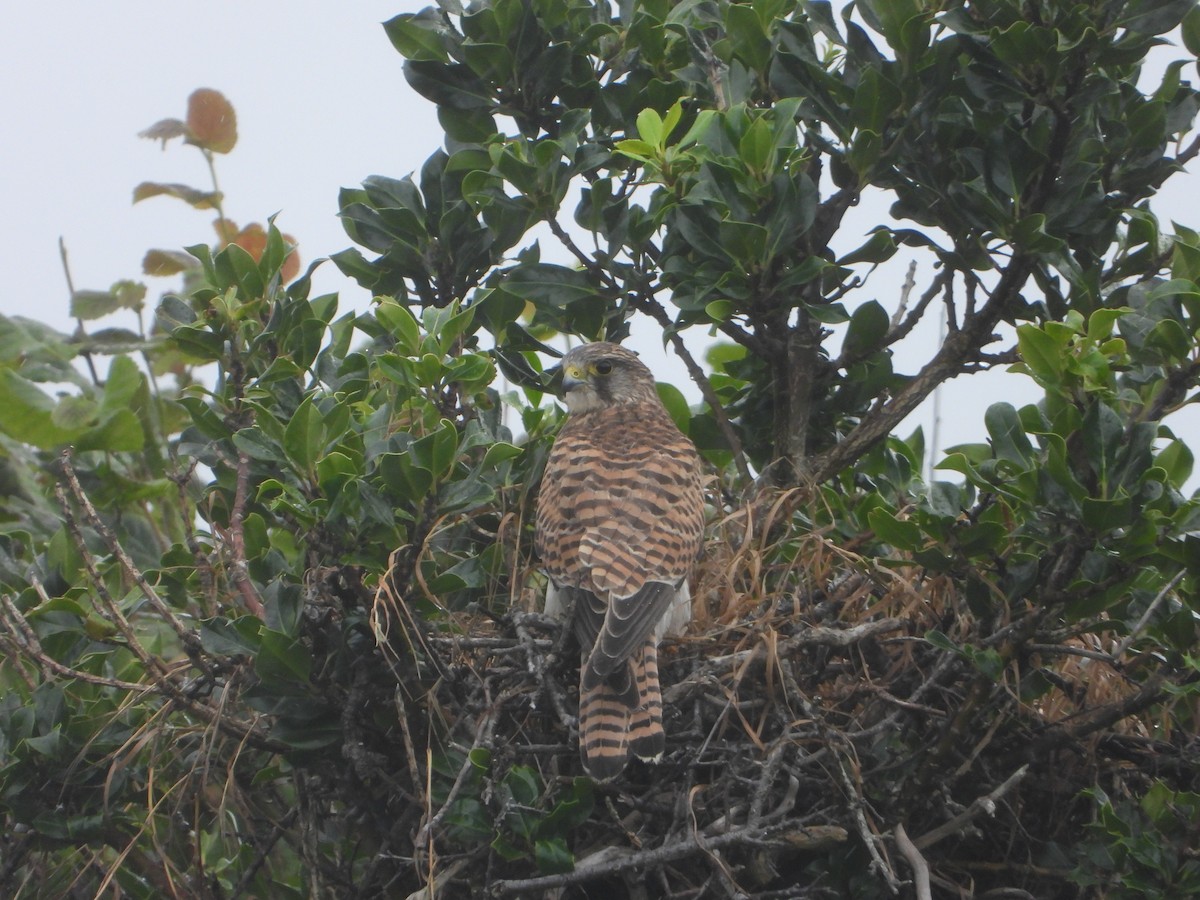 Eurasian Kestrel - ML641237485