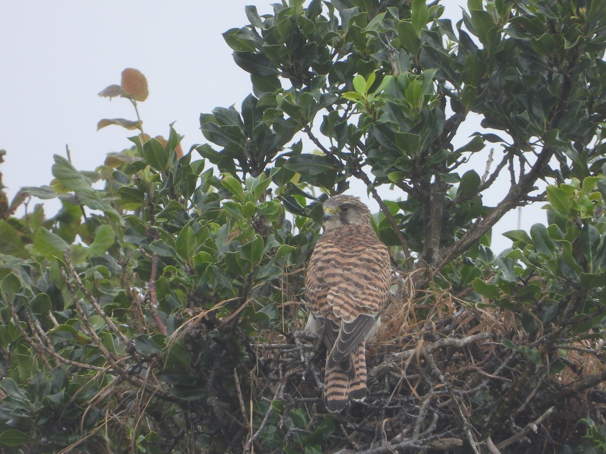 Eurasian Kestrel - ML641237487