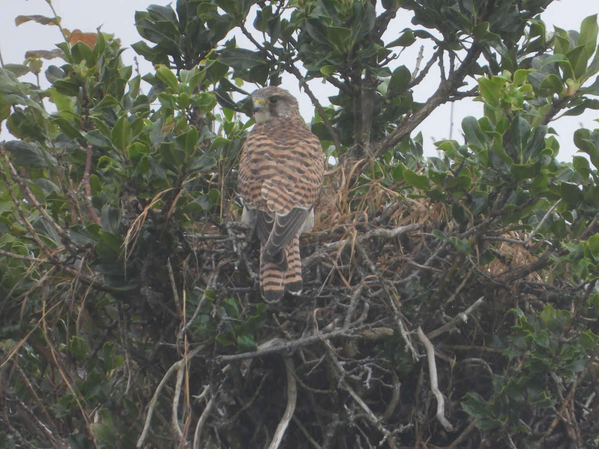 Eurasian Kestrel - ML641237491