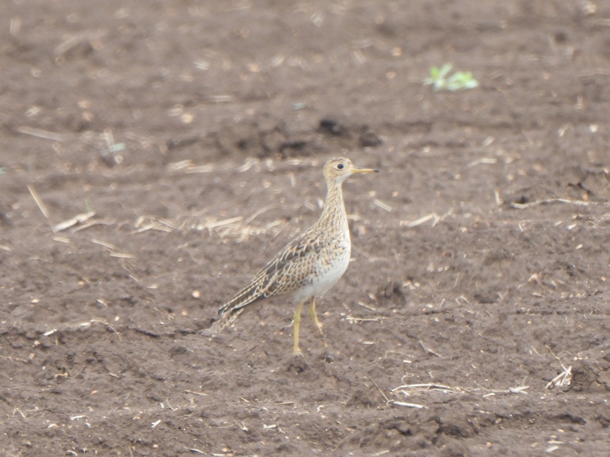 Upland Sandpiper - ML641237521