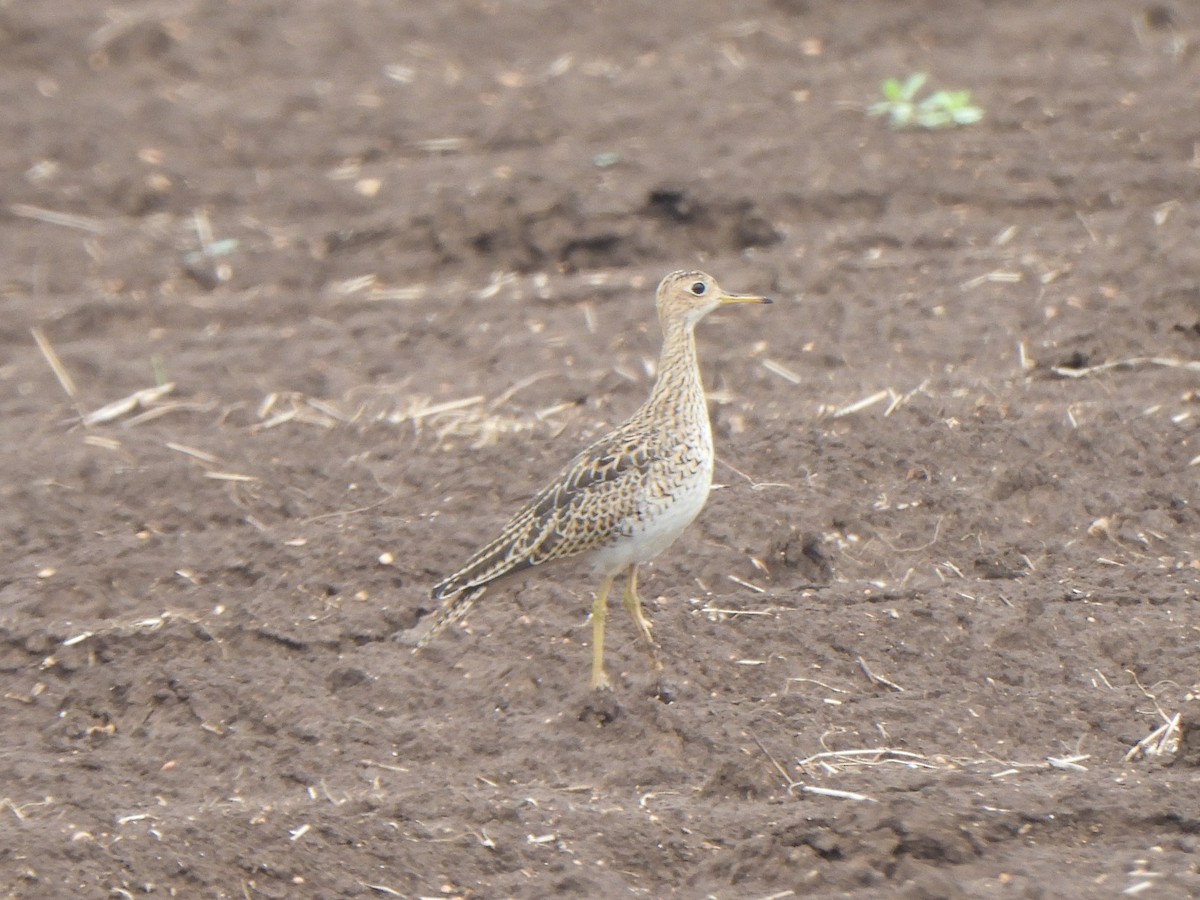 Upland Sandpiper - ML641237522