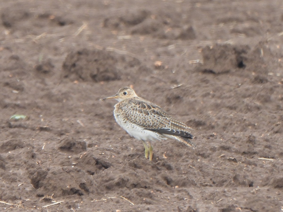 Upland Sandpiper - ML641237523