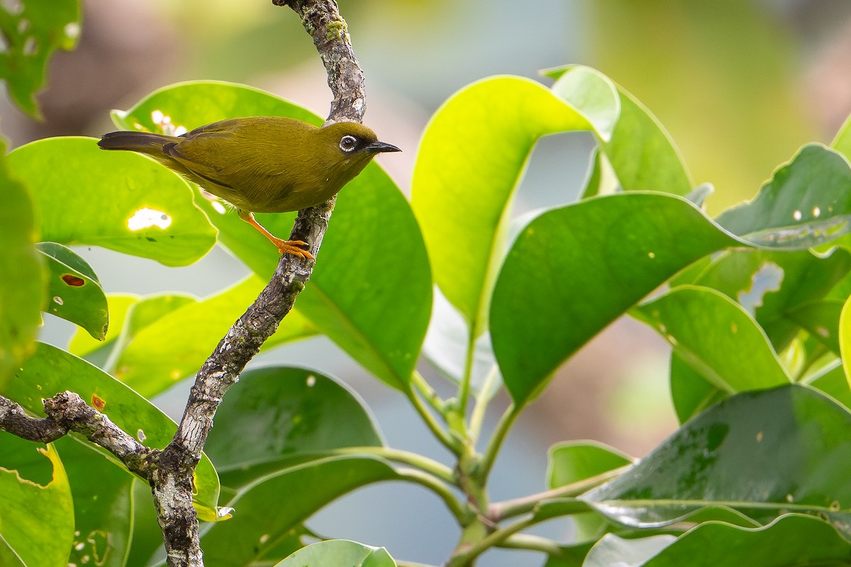 Solomons White-eye - ML641237545