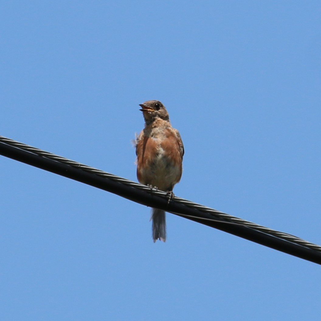 Eastern Bluebird - ML641237546