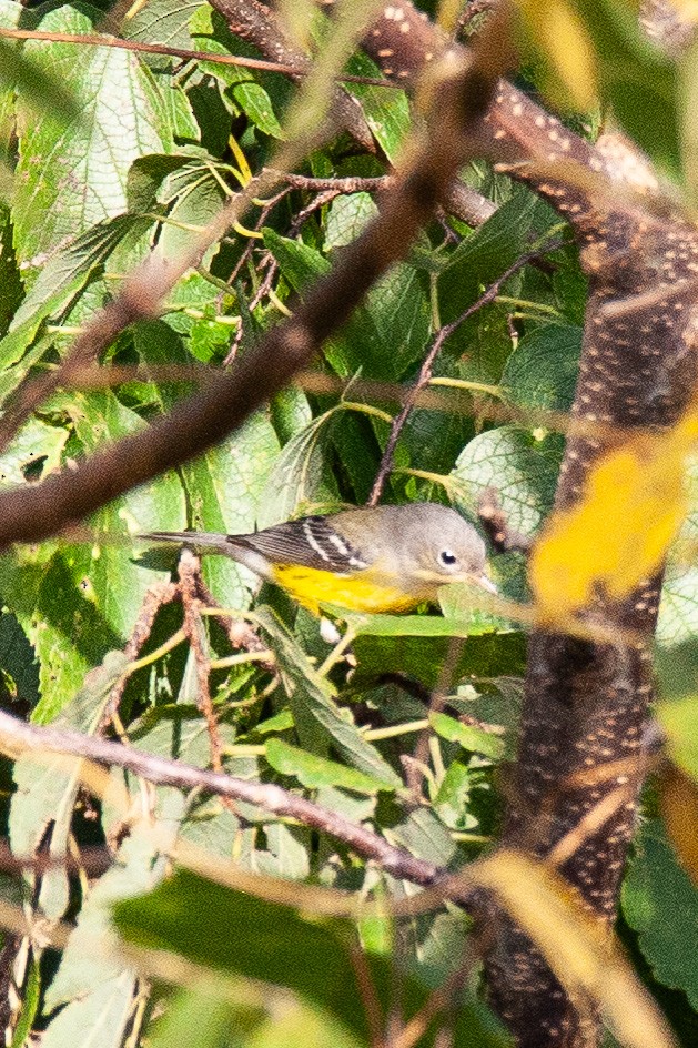 Magnolia Warbler - ML641237549