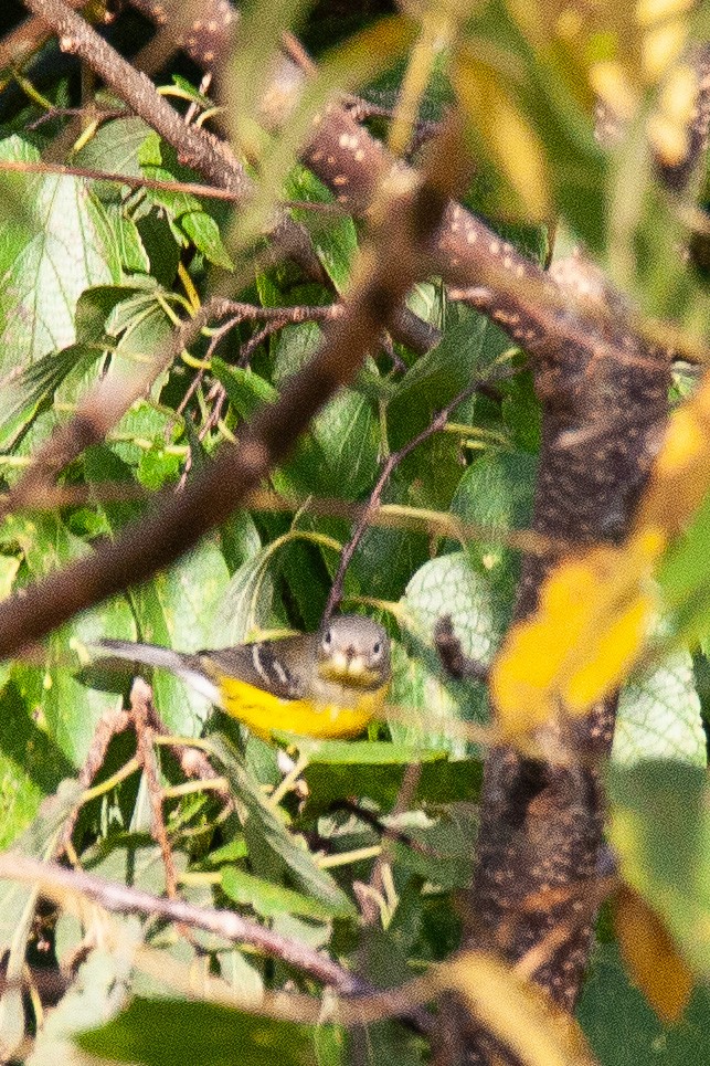 Magnolia Warbler - ML641237550