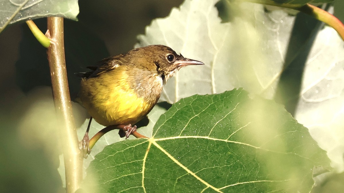 Connecticut Warbler - ML641237551