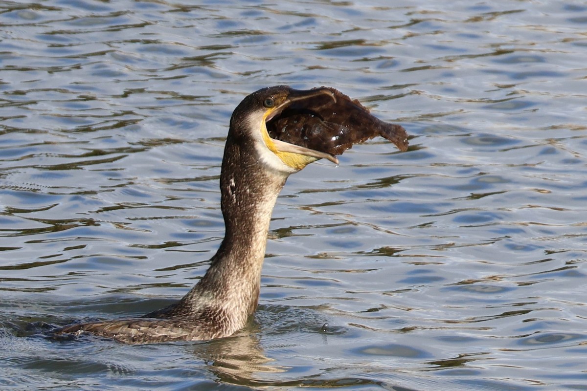 Great Cormorant - ML641237552