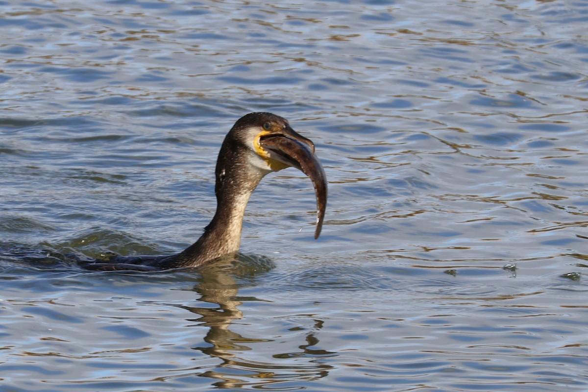 Great Cormorant - ML641237553
