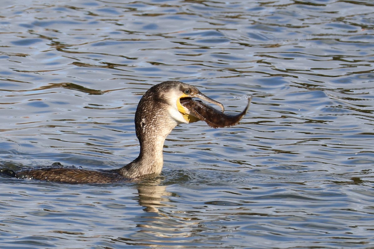 Great Cormorant - ML641237554