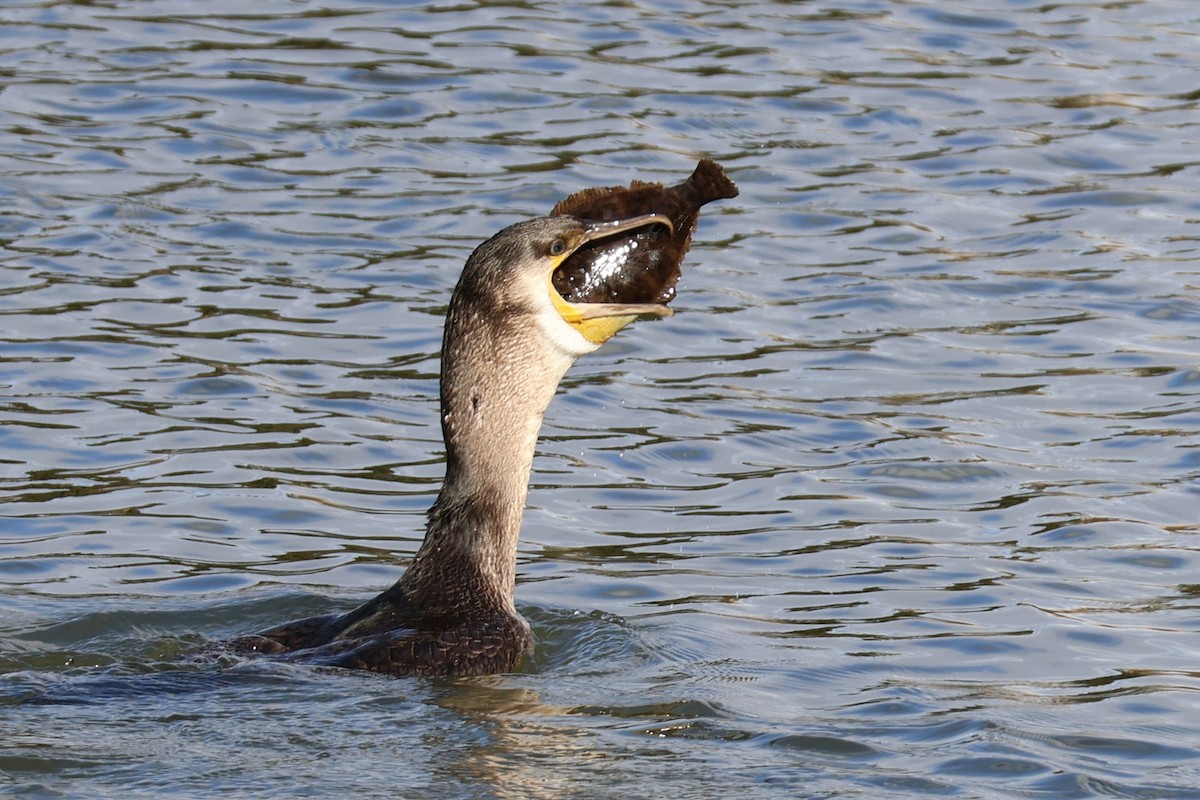 Great Cormorant - ML641237556
