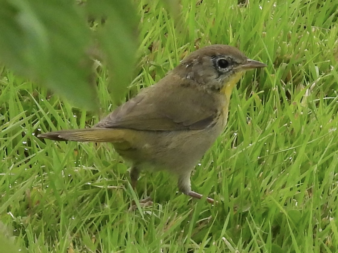 Common Yellowthroat - ML641237559