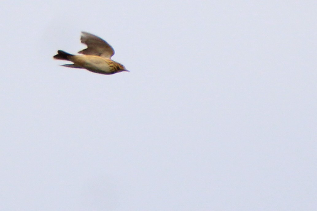 Tree Pipit - ML641237560