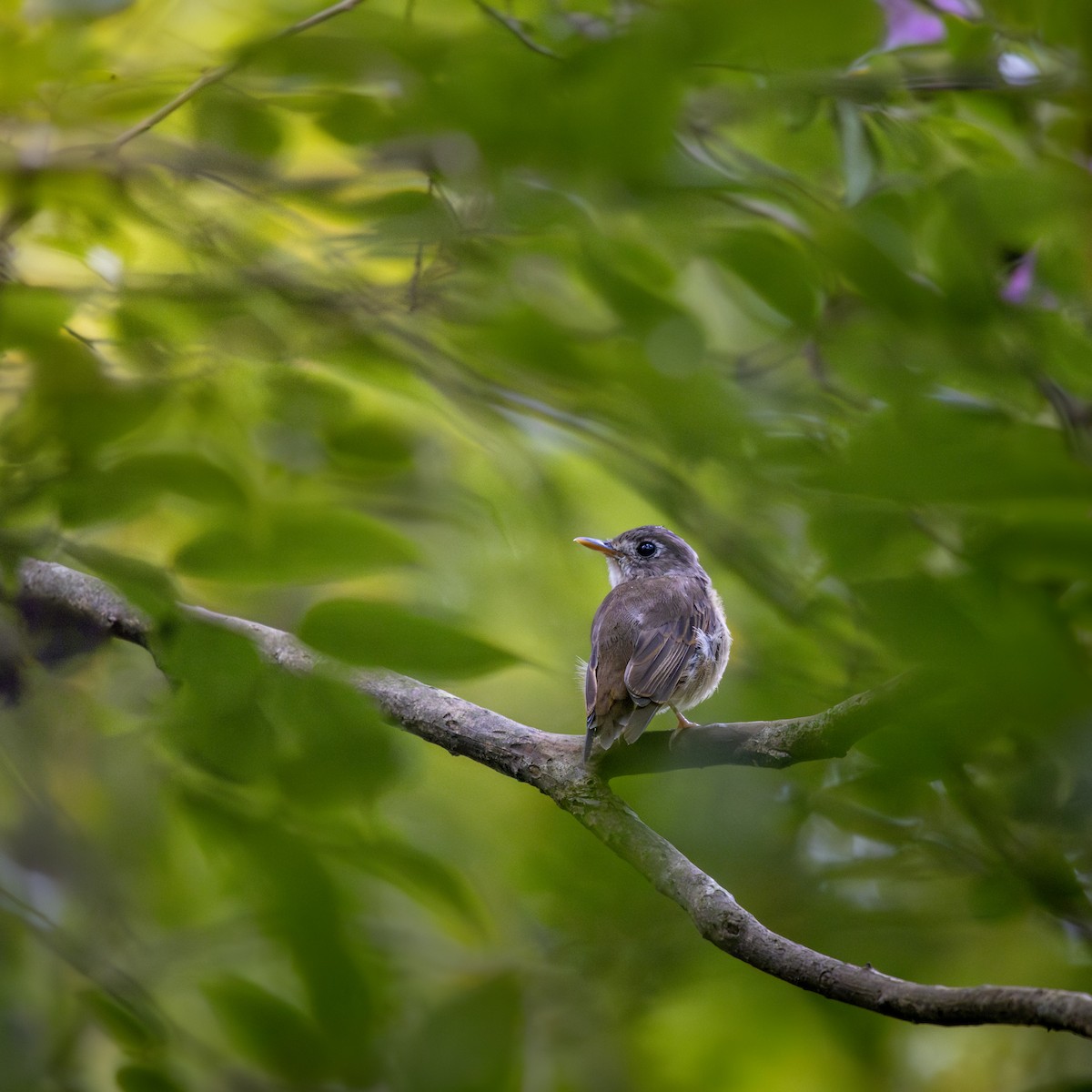 Brown-breasted Flycatcher - ML641237562
